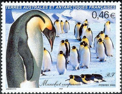 Emperor Penguin (Aptenodytes forsteri)