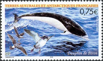 Southern Right Whale Dolphin (Lissodelphis peronii)