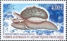 Charcot's Volute (Harpovoluta charcoti)