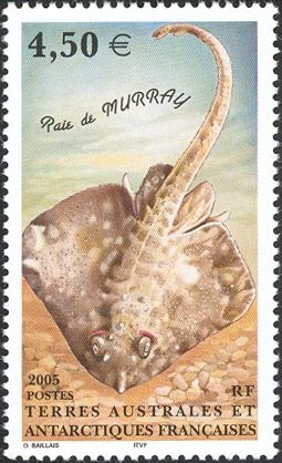 Murray's Skate (Bathyraja murrayi)