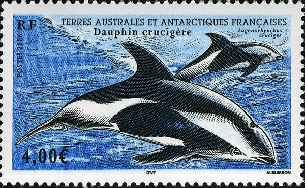 Hourglass Dolphin (Lagenorhynchus cruciger)