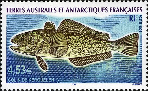 Marbled Rockcod (Notothenia rossii)