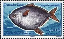 Southern Opah (Lampris immaculatus)