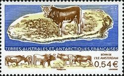 Cattle of Amsterdam Island