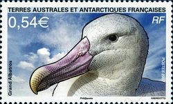 Snowy Albatross (Diomedea exulans)
