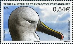 Atlantic Yellow-nosed Albatross (Diomedea chlororhynchos)