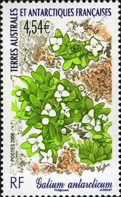 Galium antarcticum