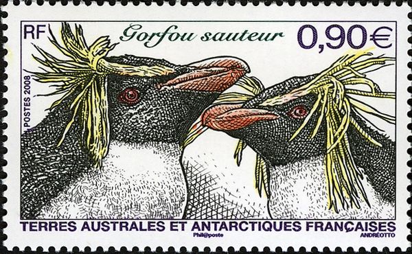 Southern Rockhopper Penguin (Eudyptes chrysocome)