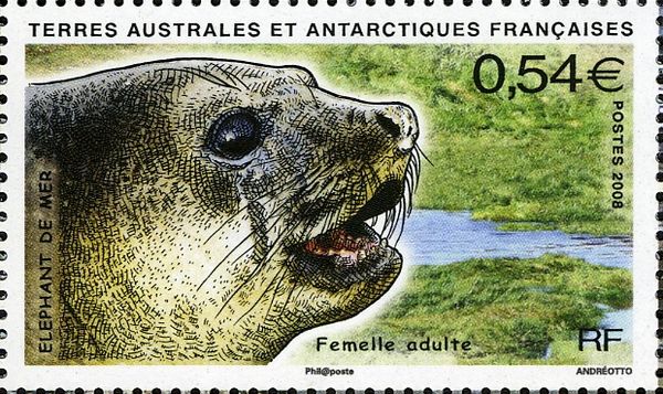 Southern Elephant Seal (Mirounga leonina)