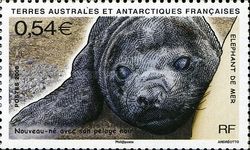 Southern Elephant Seal (Mirounga leonina)
