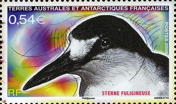 Sooty Tern (Sterna fuscata)