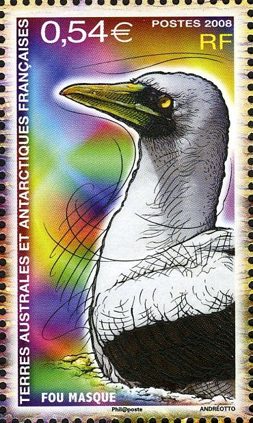 Masked Booby (Sula dactylatra)