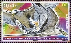 White-tailed Tropicbird (Phaethon lepturus)