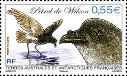 Wilson's Storm-petrel (Oceanites oceanicus)