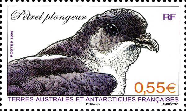Diving Petrel (Pelecanoides exsul)