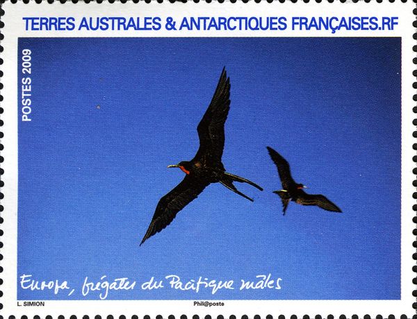 Frigatebird (Fregata p.)