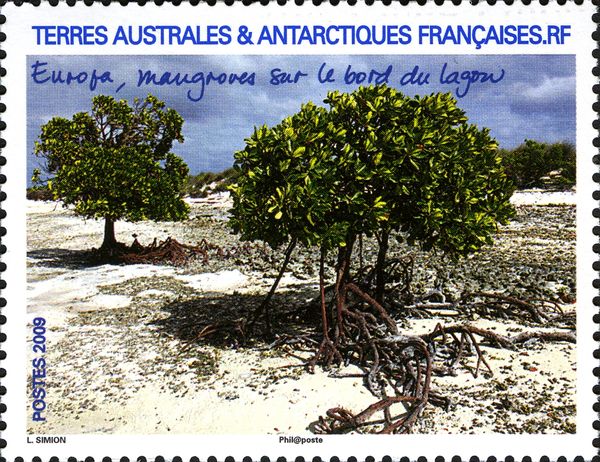 Mangroves on the Edge of a Lagoon
