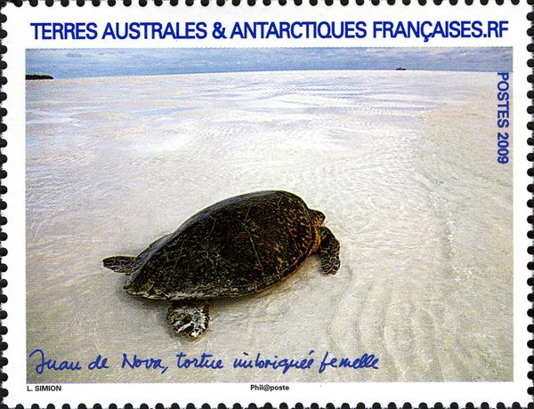 Hawksbill Turtle (Eretmochelys imbricata)