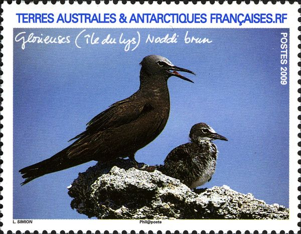 Brown Noddy (Anous stolidus)