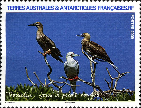 Red-footed Booby (Sula sula)