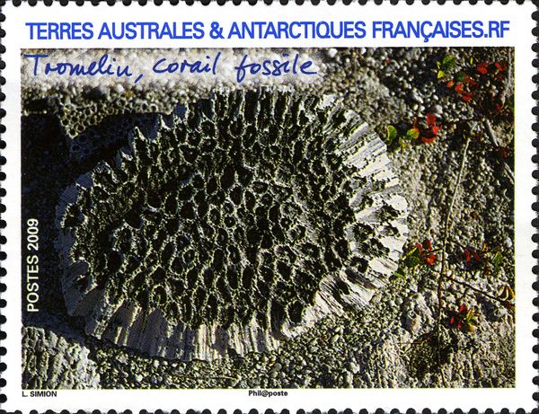 Fossil Coral