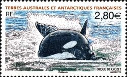 Killer Whale (Orcinus orca)