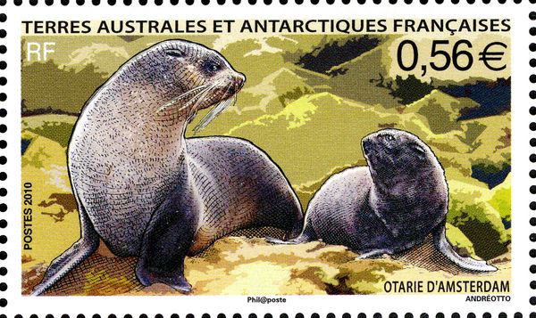 Subantarctic Fur Seal (Arctocephalus tropicalis)
