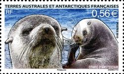 Subantarctic Fur Seal (Arctocephalus tropicalis)