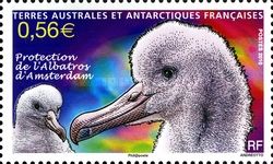 Amsterdam Albatross (Diomedea amsterdamensis)