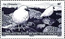 Black-faced Sheathbill (Chionis minor)