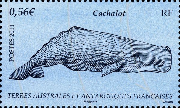 Sperm Whale (Physeter macrocephalus)