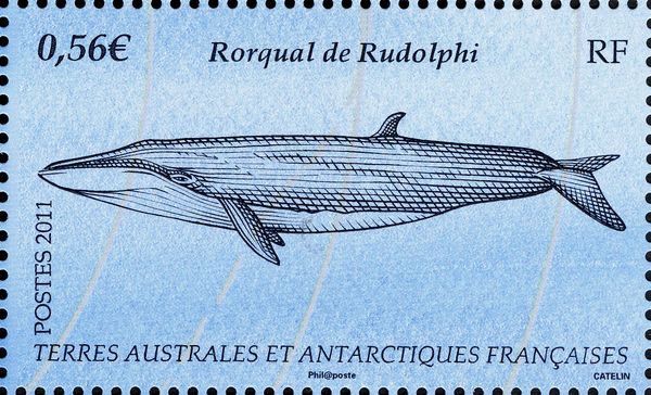 Sei Whale (Balaenoptera borealis) 