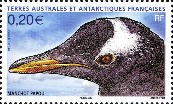 Gentoo Penguin (Pygoscelis papua)
