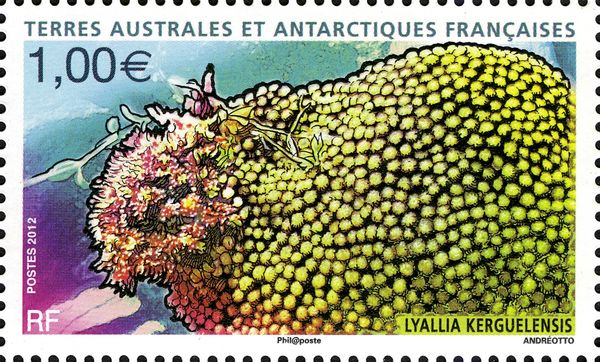 Lyallia Cushion (Lyallia kerguelensis)