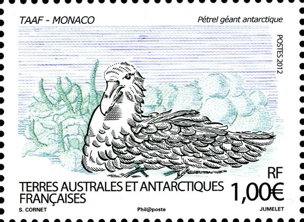 Giant Petrel (Macronectes giganteus)