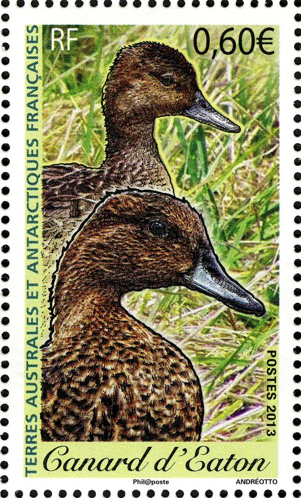 Eaton's Pintail (Anas eatoni)