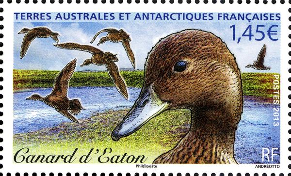 Eaton's Pintail (Anas eatoni)