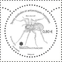 Crozet Island Spider (Myro jeanneli)