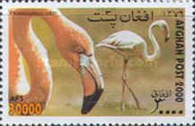 American Flamingo and Greater flamingo