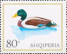 Mallard Duck (Anas platyrhynchos)