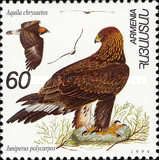 Golden Eagle (Aquila chrysaetos) and Juniperus polycarpos