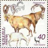 Wild Goat (Capra aegagrus)