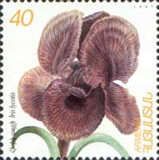 Iris lycotis
