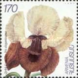 Iris elegantissima