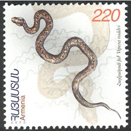 Armenian Viper (Vipera raddei)