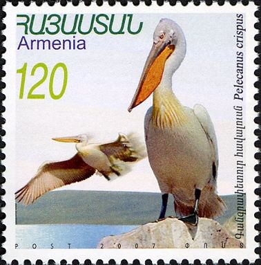 Dalmatian Pelican (Pelecanus crispus)