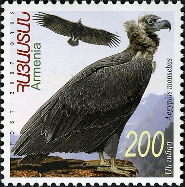 Cinereous Vulture (Aegypius monachus)