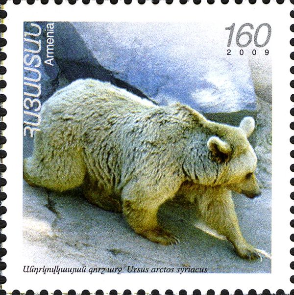 Syrian Brown Bear (Ursus arctos syriacus)