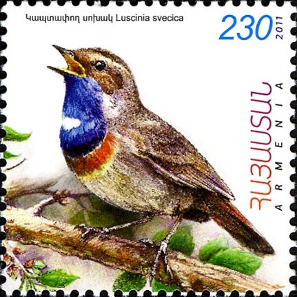 Bluethroat (Luscinia svecica)