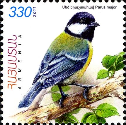Great Tit (Parus major)